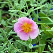 Helianthemum 'Wisley Pink' (3L pot) image