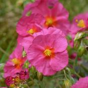 Helianthemum 'Ben Hope' (3L pot) image