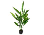 Heliconia in pot image
