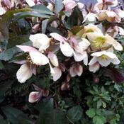 Helleborus 'Camelot' (2L pot) image