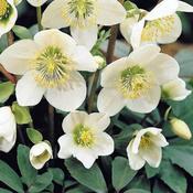 Helleborus niger 'Christmas Carol' (12cm pot)