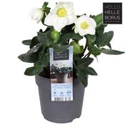 Helleborus 'Christmas Carol' (12cm pot) image