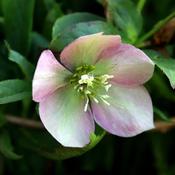 Helleborus 'Glenda's Gloss' (2L pot) image