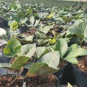 Helleborus 'Glendas Gloss' (2L pot) image