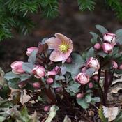 Helleborus 'Ice Breaker Rosy'® (3L pot) image