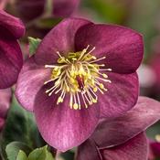 Helleborus 'Ice Breaker Ruby' (3L pot) image