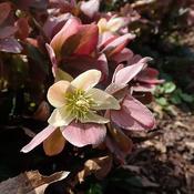 Helleborus 'Merlin' (2L pot)