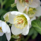 Helleborus 'Molly's White' (2L pot) image