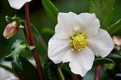 Helleborus Niger 'Viv Albert' (2L pot) image
