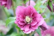 Helleborus Orientalis 'Viv Nova' (2L pot) image