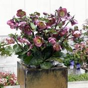 Helleborus 'Penny's Pink' (2L pot) image