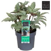 Helleborus sternii 'Silver Dollar' (14cm pot) image