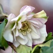 Helleborus VIV 'Benedetta' (2L pot) image