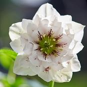Helleborus VIV 'Dorisa' (2L pot)