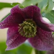 Helleborus Viv 'Eloisa' (2L pot)