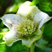 Helleborus ViV 'Maeva' (2L pot) image