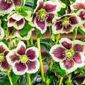 Helleborus ViV 'Serafina' (2L pot)