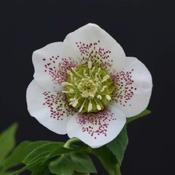 Helleborus ViV 'Vanessa' (2L pot) image