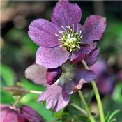 Helleborus ViV 'Victoria' (2L pot) image