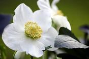 Helleborus ViV 'Willem' (2L pot) image