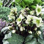 Helleborus 'Winter Moonbeam'® (2L pot) image