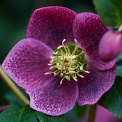 Helleborus X Hyb Viv 'Batista' (2L pot) image