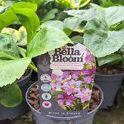 Helleborus VIV 'Diana' (2L pot) image