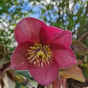 Helleborus X Hyb Viv 'Fenna' (2L pot) image