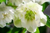 Helleborus X Hybrid 'Viv Micaela' (2L pot) image