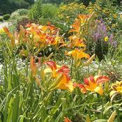 Hemerocallis 'Frans Hal' (2L pot) image