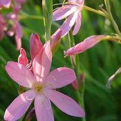 Hesperantha coccinea 'Pink' (2L pot) image