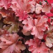 Heuchera 'Boysenberry' (3L pot) image
