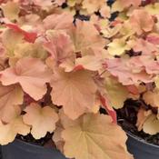 Heuchera 'Caramel' (2L pot) image