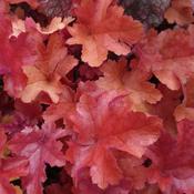 Heuchera 'Cherry Cola' (2L pot) image