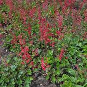 Heuchera 'Coral Forest' (3L pot)