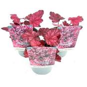Heuchera 'Fire Chief' (1L pot) image