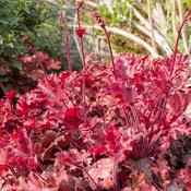 Heuchera 'Forever Red' (2L pot) image