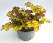 Heuchera 'Ginger Ale' (3L pot) image