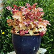 Heuchera 'Marmalade' (3L pot) image