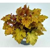 Heuchera 'Marmalade' (1L pot) image
