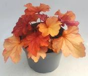Heuchera 'Paprika' (3L pot) image