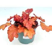 Heuchera 'Peach Flambé' (3L pot) image