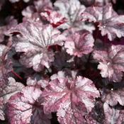 Heuchera 'Plum Pudding' ® (2L pot) image