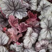 Heuchera 'Silver Gumdrop' (2L pot) image