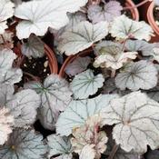 Heuchera 'Silverberry' (2L pot) image