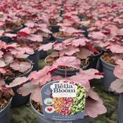 Heuchera Villosa 'Burgundy Blast' (1L pot) image