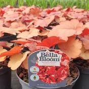 Heuchera villosa Carnival 'Cinnamon Stick' (1L pot) image