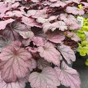 Heuchera villosa Carnival 'Rose Granita' (1L pot) image