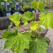 Heuchera Villosa Carnival 'Watermelon' (2L pot) image