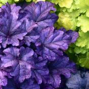 Heuchera 'Wild Berry' (3L pot)